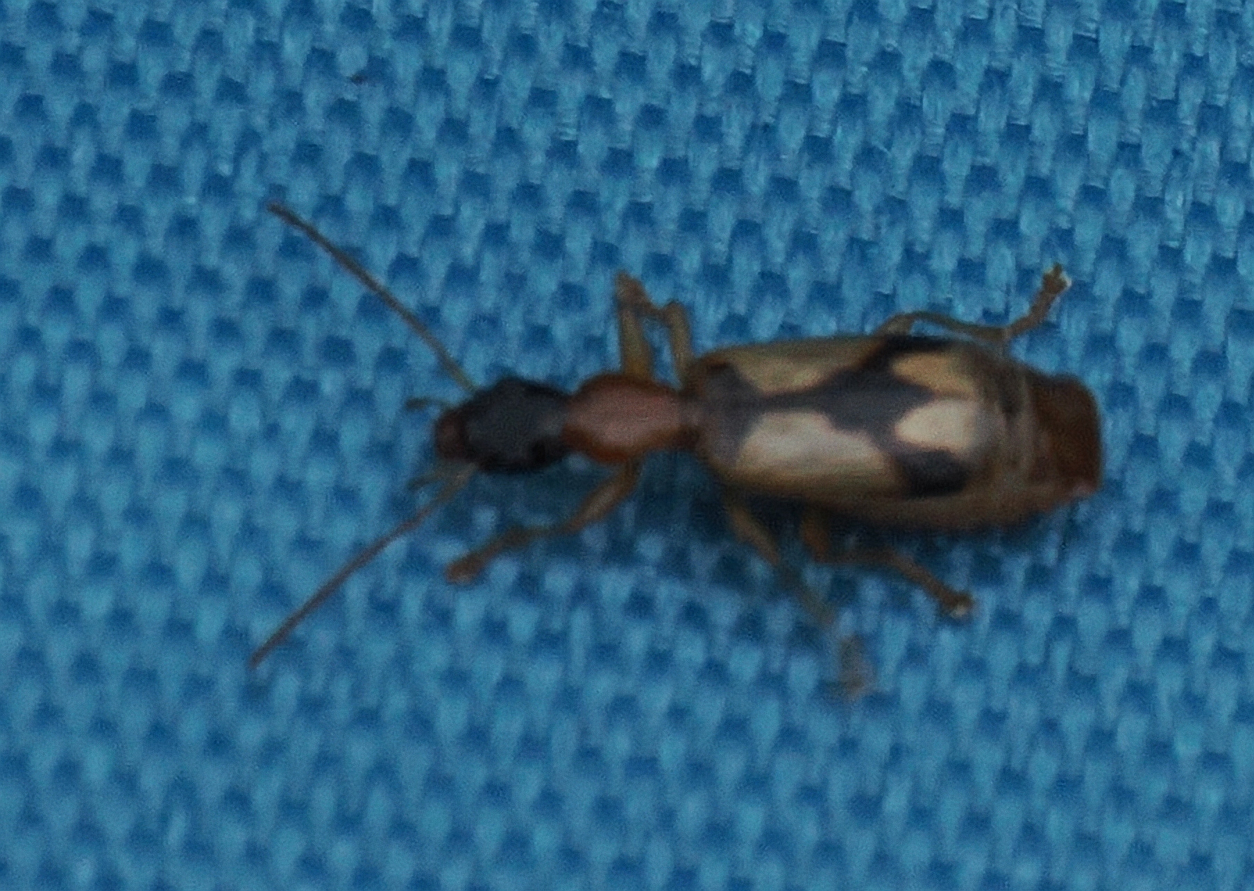 Demetrias imperialis